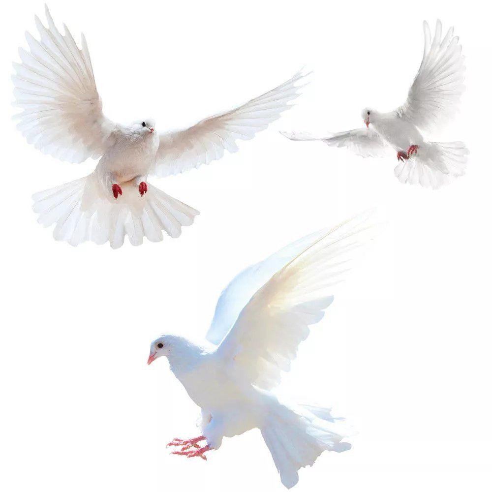Peace Dove Wall Stickers for L - đánh giá và giá Home Bathroom Gadgets
