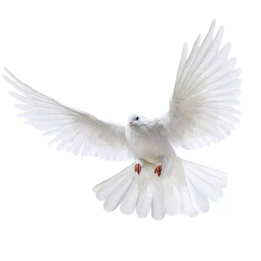 Peace Dove Wall Stickers for L - đánh giá và giá Home Bathroom Gadgets