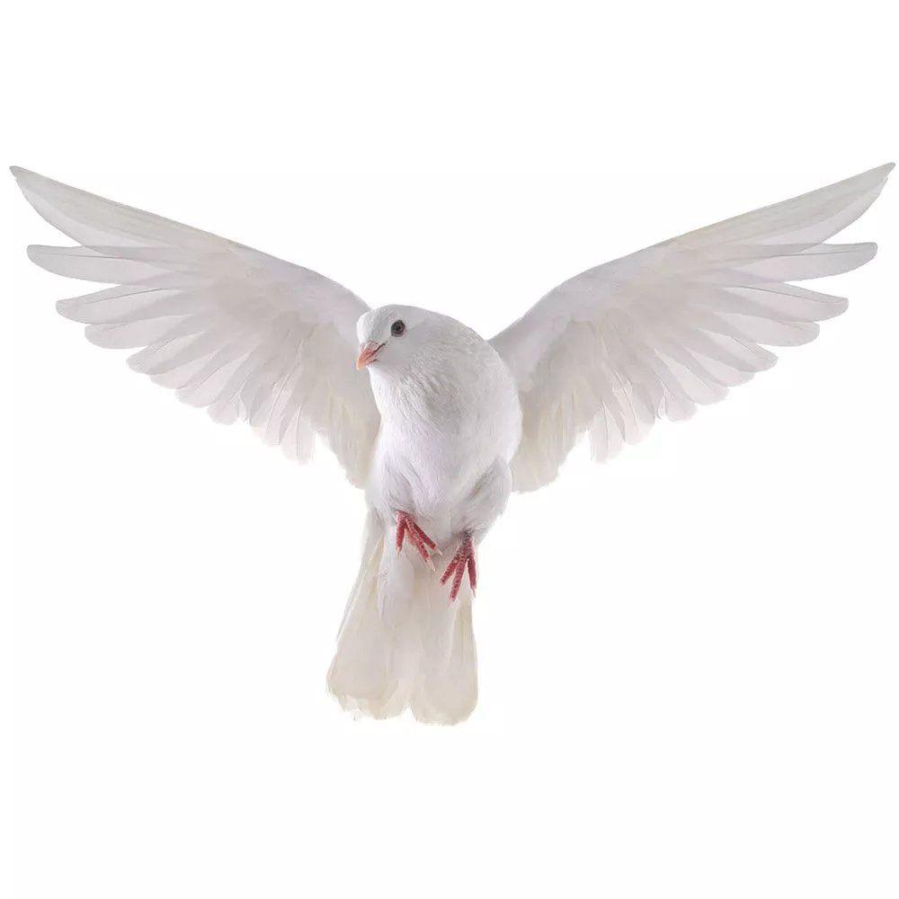 Peace Dove Wall Stickers for L - đánh giá và giá Home Bathroom Gadgets